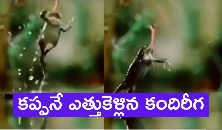 Viral Video (1)