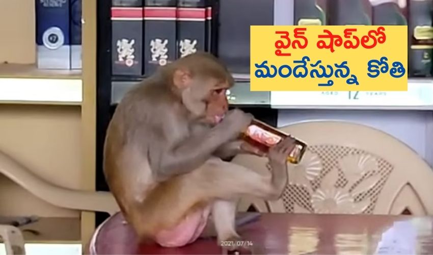 Viral Video: వైన్ షాప్లో మందేస్తున్న కోతి Viral Video: వైన్ షాప్లో మందేస్తున్న కోతి