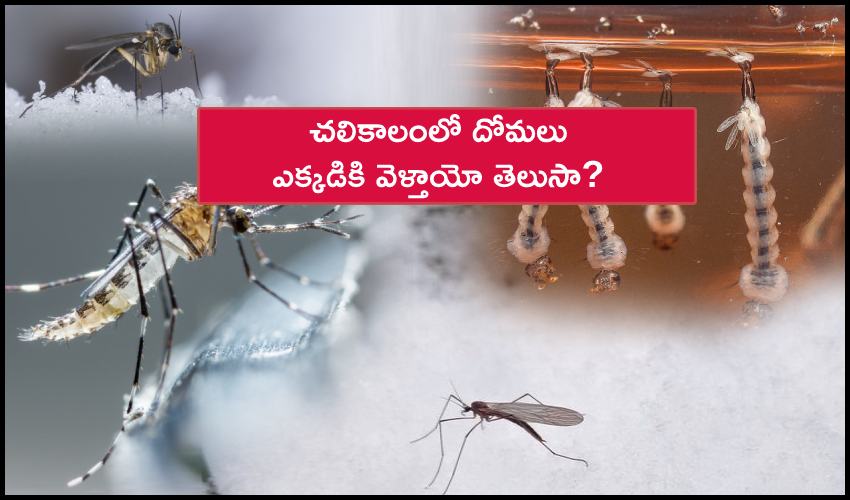 Where Do Mosquitos Go In The Winter