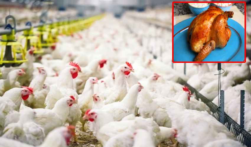 Chicken Rates : కొండెక్కిన కోడి ధర Chicken Rates : కొండెక్కిన కోడి ధర