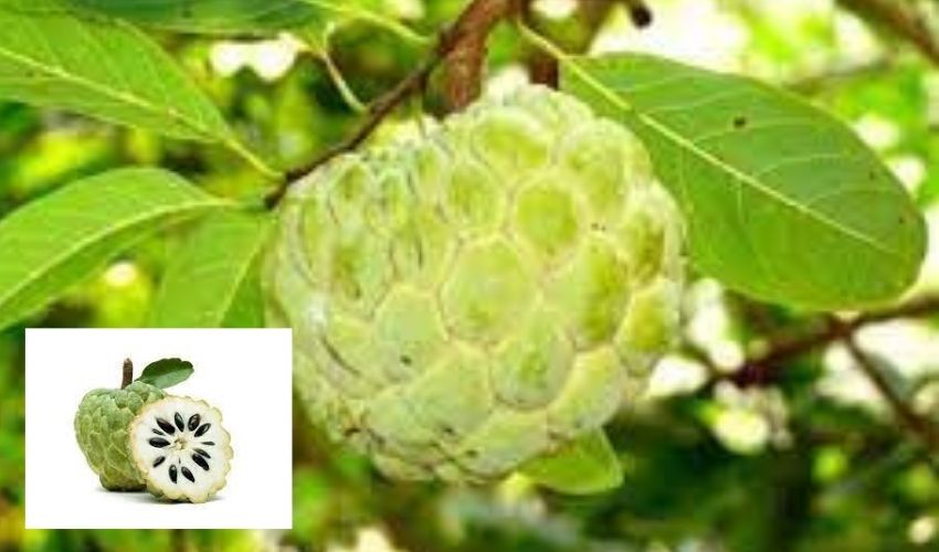 Custard Apple