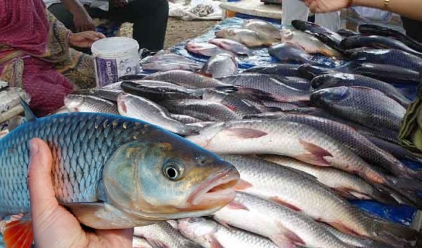 Fish