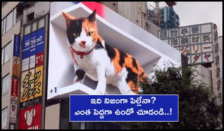 Giant Cat : ఇది నిజంగా పిల్లేనా? ఎంత పెద్దగా ఉందో చూడండి..! Giant Cat : ఇది నిజంగా పిల్లేనా? ఎంత పెద్దగా ఉందో చూడండి..!