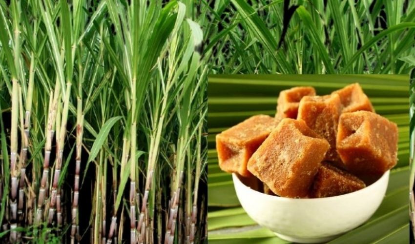 Jaggery : రోజుకో బెల్లం ముక్క..ఆరోగ్యం పక్కా.. Jaggery : రోజుకో బెల్లం ముక్క..ఆరోగ్యం పక్కా..