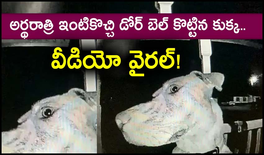 Door Cam Footage: అర్థరాత్రి ఇంటికొచ్చి డోర్ బెల్ కొట్టిన కుక్క.. వీడియో వైరల్! Door Cam Footage: అర్థరాత్రి ఇంటికొచ్చి డోర్ బెల్ కొట్టిన కుక్క.. వీడియో వైరల్!