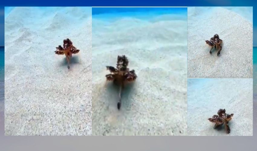 Octopus Walking With Two Legs