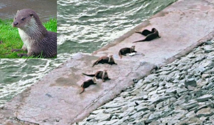 Otters