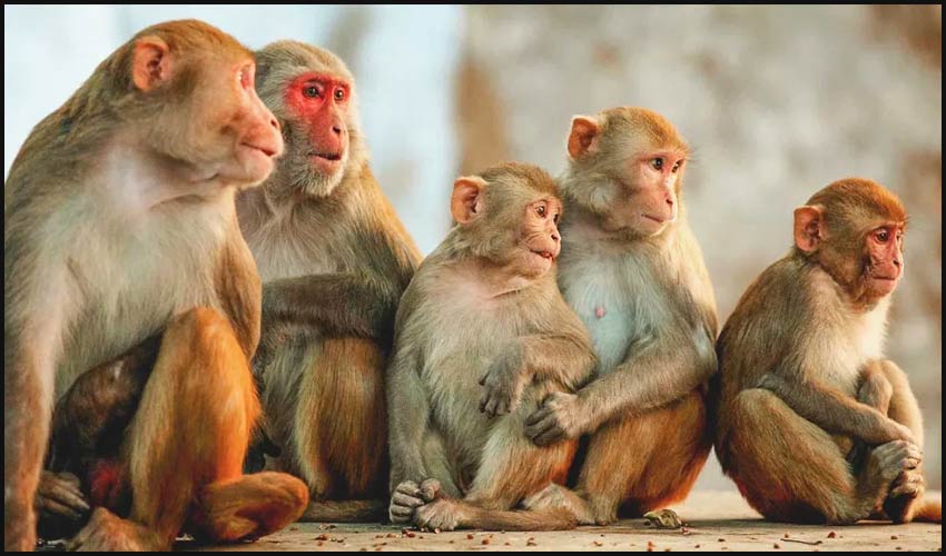 Poison Given To Monkeys In Karnataka