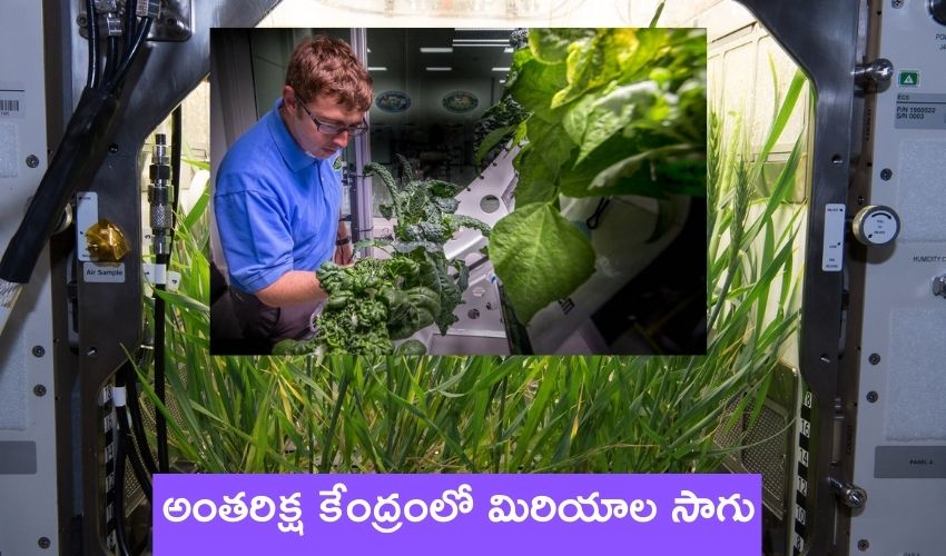 Nasa Space Masala : అంతరిక్ష కేంద్రంలో మసలా దినుసుల సాగు…త్వరలో అందుబాటులోకి స్పేస్ మసాలా Nasa Space Masala : అంతరిక్ష కేంద్రంలో మసలా దినుసుల సాగు…త్వరలో అందుబాటులోకి స్పేస్ మసాలా