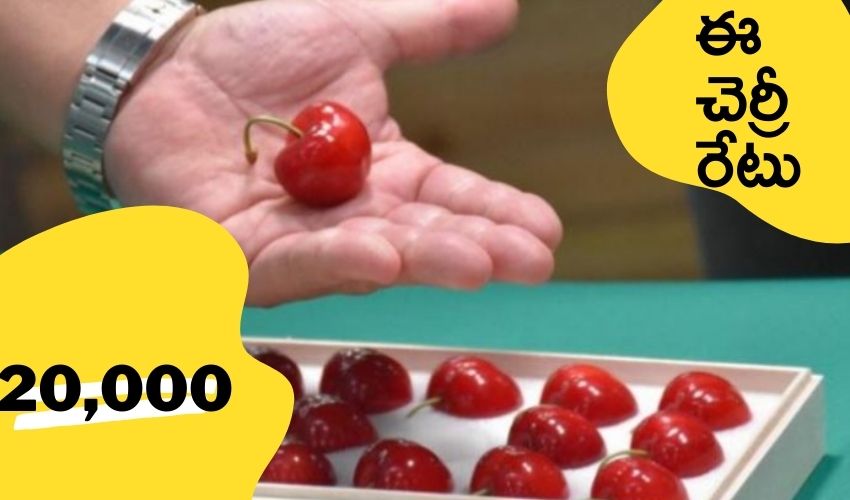 “Juno Heart” cherry : ఒక్క చెర్రీ పండు ధర రూ.20,000 “Juno Heart” cherry : ఒక్క చెర్రీ పండు ధర రూ.20,000