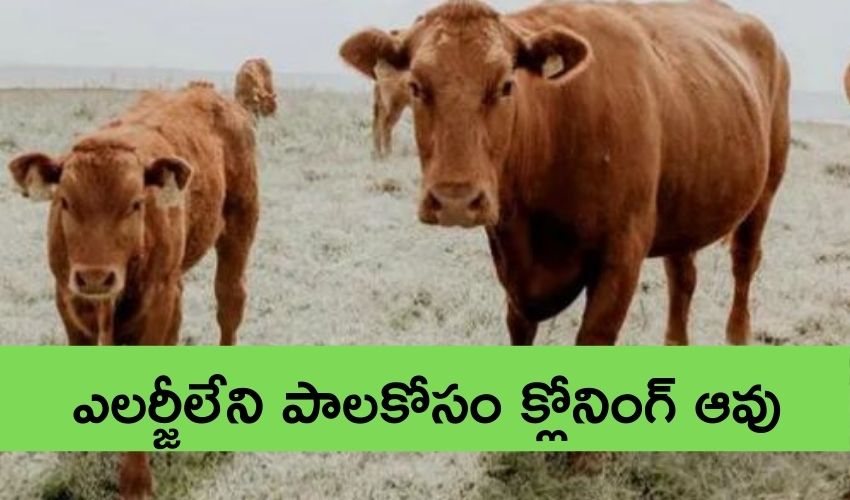 Cloning Cow : ఎలర్జీలేని పాలకోసం క్లోనింగ్ ఆవు… రష్యా శాస్త్ర వేత్తల అద్భుత సృష్టి Cloning Cow : ఎలర్జీలేని పాలకోసం క్లోనింగ్ ఆవు… రష్యా శాస్త్ర వేత్తల అద్భుత సృష్టి