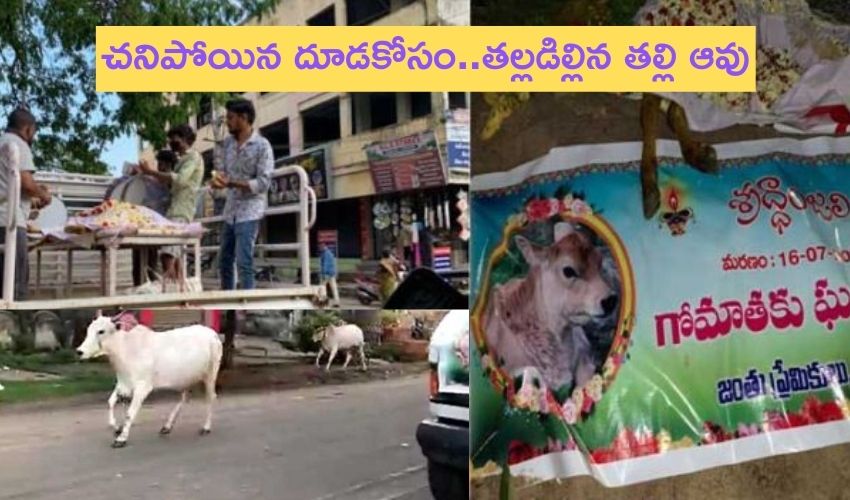 Mother cow : చనిపోయిన దూడకోసం..తల్లడిల్లిన తల్లి ఆవు.. కిలోమీటర్ల మేర పరుగు Mother cow : చనిపోయిన దూడకోసం..తల్లడిల్లిన తల్లి ఆవు.. కిలోమీటర్ల మేర పరుగు