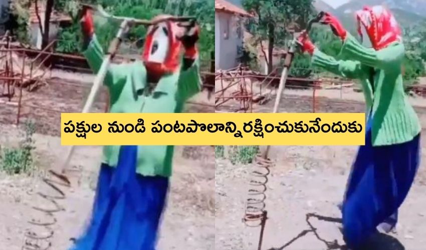 Viral Clever Idea : ఈ రైతు.. పక్షుల నుంచి పంటపొలాన్ని తెలివిగా ఎలా కాపాడుకున్నాడో చూడండి! Viral Clever Idea : ఈ రైతు.. పక్షుల నుంచి పంటపొలాన్ని తెలివిగా ఎలా కాపాడుకున్నాడో చూడండి!