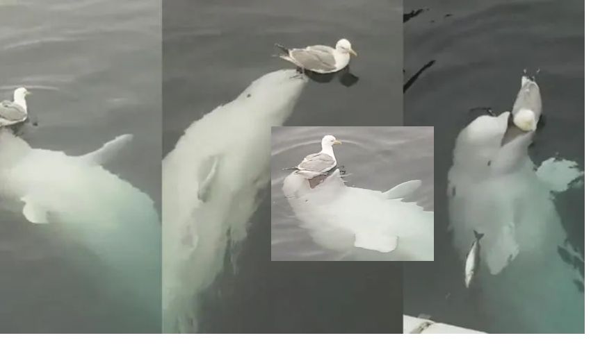 Beluga Whale Playing With Seagull Bird