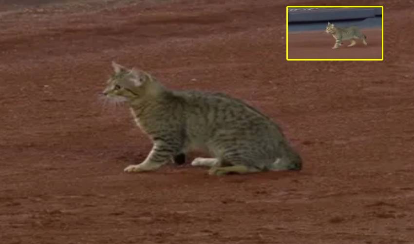Cat In Baseball Game