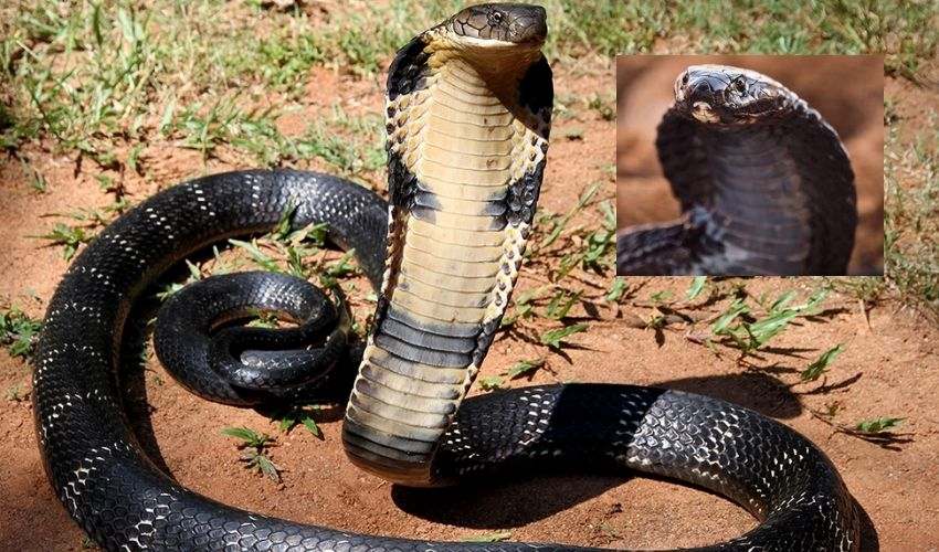 Cobra bites Chef : కోబ్రా పగ..ముక్కలు ముక్కలుగా కోసినా..కాటేసి చంపేదాకా వదల్లేదు..!! Cobra bites Chef : కోబ్రా పగ..ముక్కలు ముక్కలుగా కోసినా..కాటేసి చంపేదాకా వదల్లేదు..!!