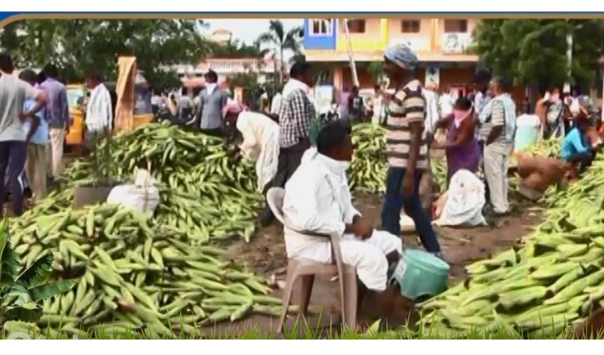Nizamabad : మొక్క రైతుకు మంచిరోజులు Nizamabad : మొక్క రైతుకు మంచిరోజులు