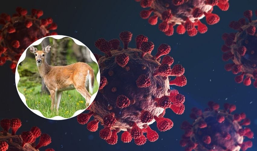 Covid in Deer: అడవుల్లో తిరిగే జింకలో కొవిడ్ యాంటీబాడీలు.. సైంటిస్టుల్లో ఆందోళన Covid in Deer: అడవుల్లో తిరిగే జింకలో కొవిడ్ యాంటీబాడీలు.. సైంటిస్టుల్లో ఆందోళన