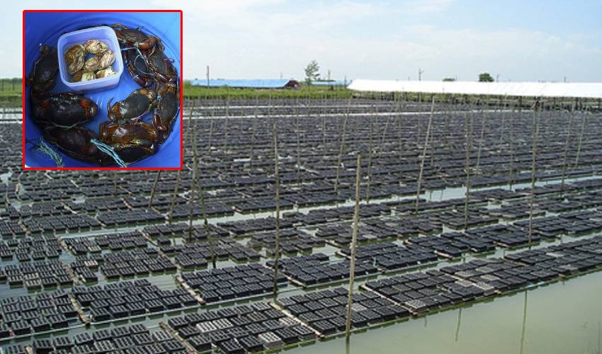 Crab Farming