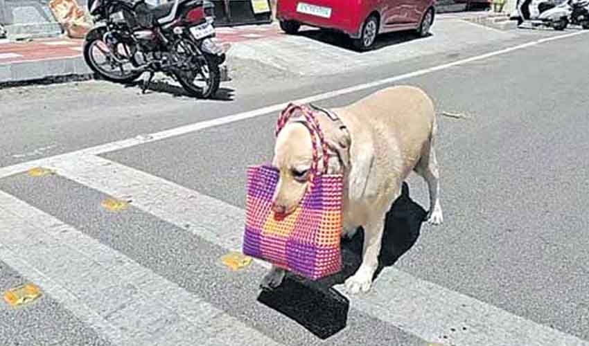 Dog Shopping