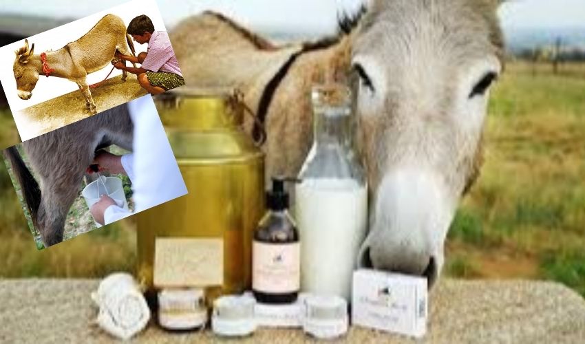 Donkey Milk