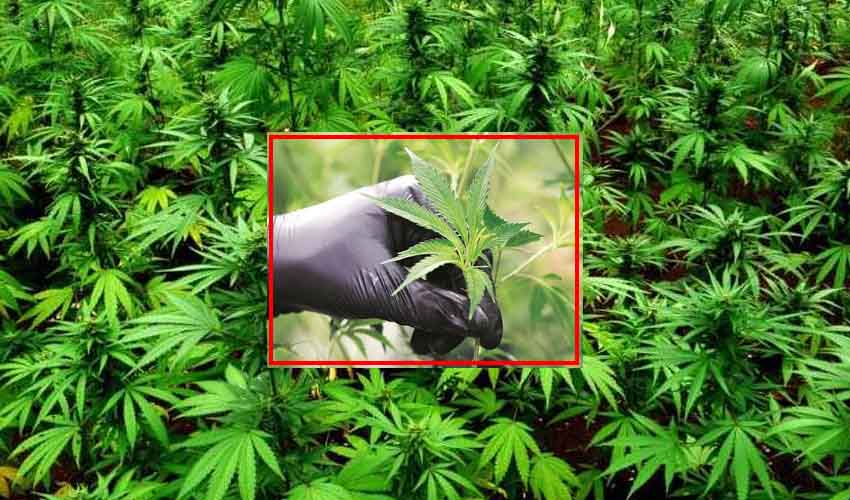 Ganja