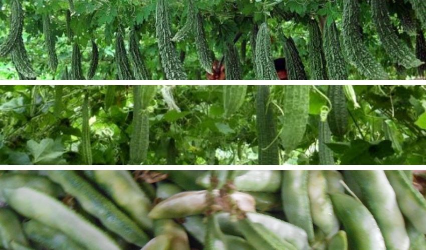 High Wire Crop: శాశ్వత పందిరి విధానంలో పెట్టుబడులు తక్కువ పంట ఎక్కువ High Wire Crop: శాశ్వత పందిరి విధానంలో పెట్టుబడులు తక్కువ పంట ఎక్కువ