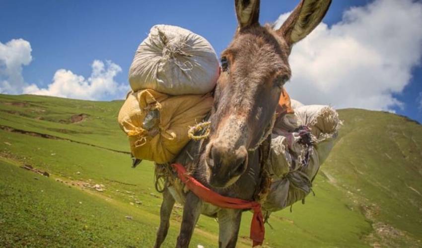 Imran Khan’s Pakistan Has Now Turned To Donkeys To Boost Friendship With China (1)