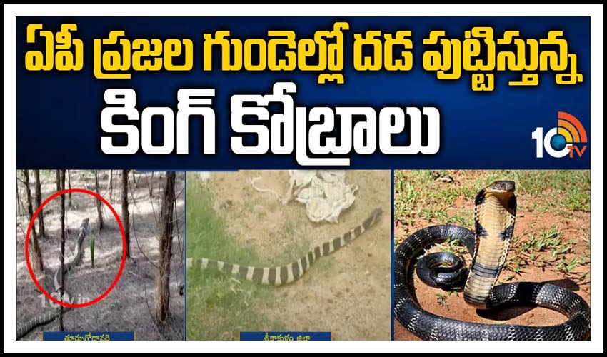 King Cobra:ఏపీ ప్రజల గుండెల్లో దడ పుట్టిస్తున్న కింగ్ కోబ్రాలు