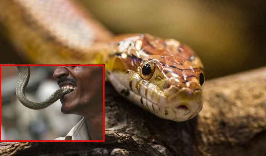 Man Bites Snake
