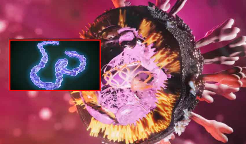 Marburg Virus : ప్రాణాంతక వైరస్.. లక్షణాలు ఏంటి? చికిత్స ఎలా? Marburg Virus : ప్రాణాంతక వైరస్.. లక్షణాలు ఏంటి? చికిత్స ఎలా?