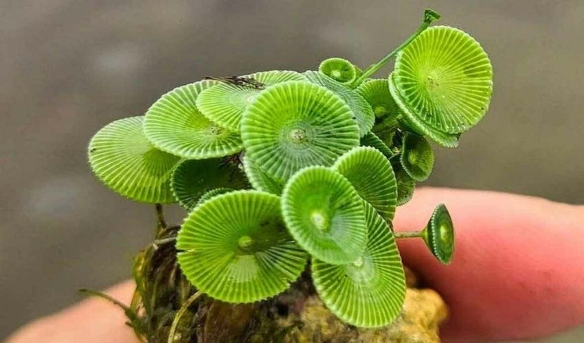 Mermaid Plant
