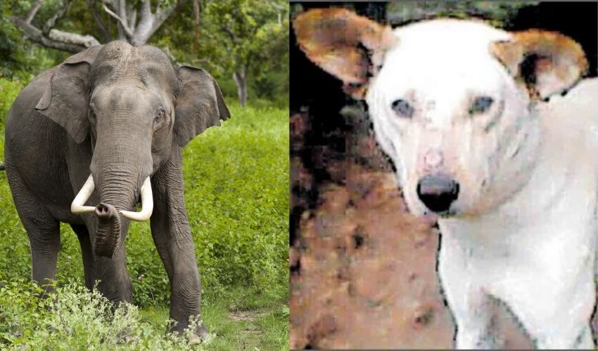 International Dog Day 2021 : ఏనుగుతో పోరాడి..యజమాని కుటుంబాన్ని కాపాడిన కుక్క International Dog Day 2021 : ఏనుగుతో పోరాడి..యజమాని కుటుంబాన్ని కాపాడిన కుక్క