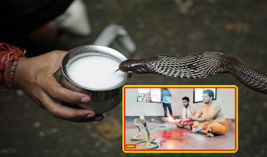 Nagula Chavithi : నాగుల చవితి రోజు.. అసలైన సర్పాలకు పూజలు Nagula Chavithi : నాగుల చవితి రోజు.. అసలైన సర్పాలకు పూజలు