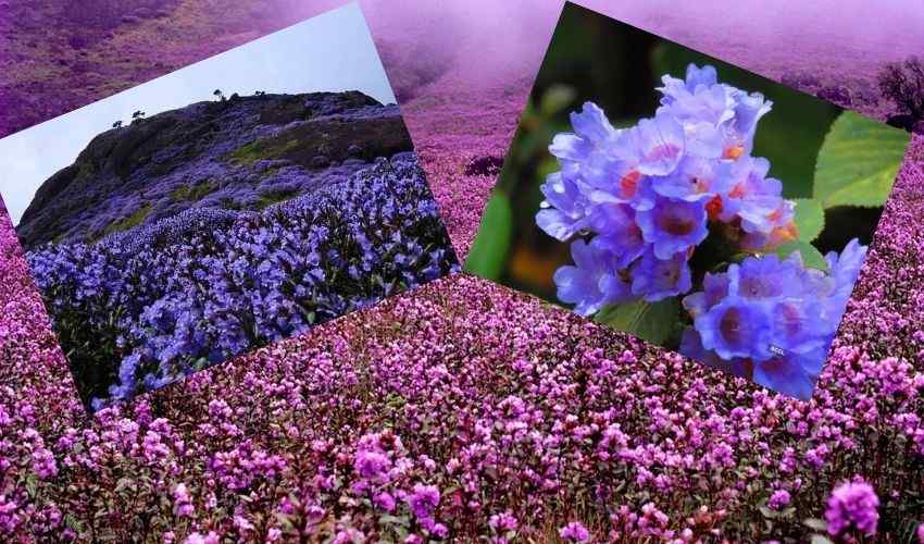 NeelaKurinkji : 12 ఏళ్లకు పూసే ‘నీలకురింజి’ పువ్వులు.. నీలిరంగులో వెలిగిపోతున్న షాలోం కొండలు NeelaKurinkji : 12 ఏళ్లకు పూసే ‘నీలకురింజి’ పువ్వులు.. నీలిరంగులో వెలిగిపోతున్న షాలోం కొండలు