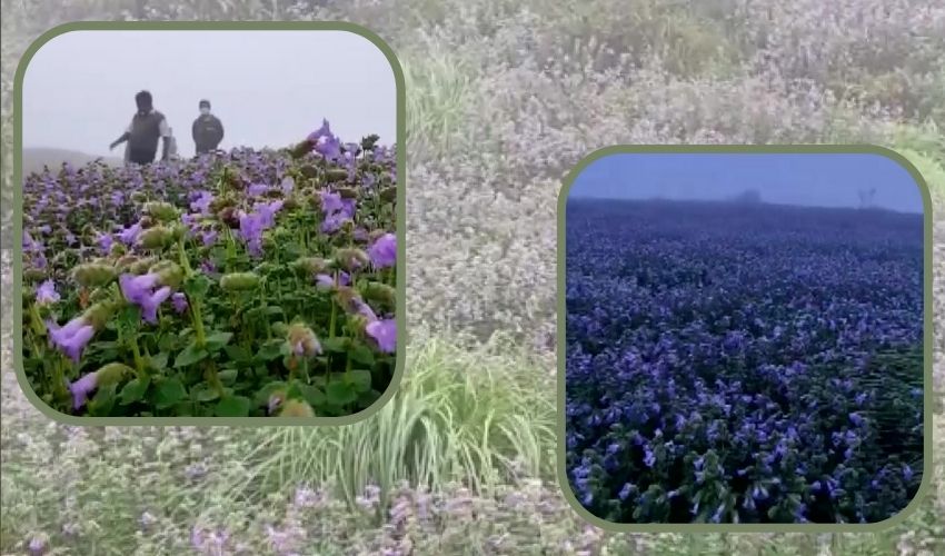 Neelakurinji Flowers