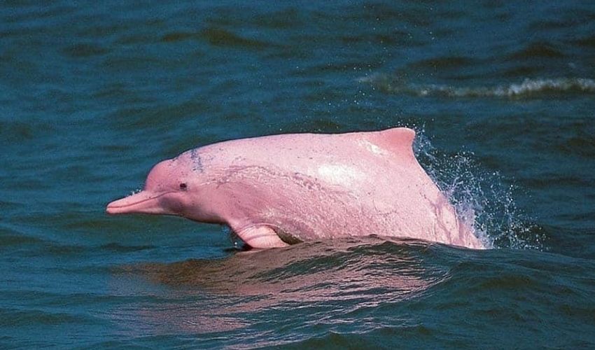 Pink Dolpin