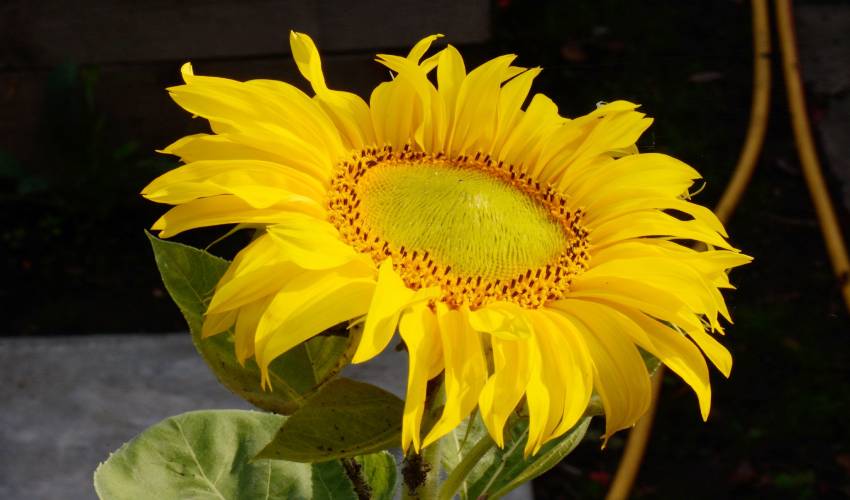 Researchers Find Out Why Sunflowers Always Face East (1)