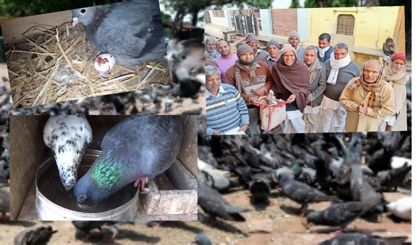 Rich pigeonsin : పావురాల పేరు మీద రూ. కోట్ల ఆస్తులు..బ్యాంకులో భారీ మొత్తంలో డిపాజిట్లు Rich pigeonsin : పావురాల పేరు మీద రూ. కోట్ల ఆస్తులు..బ్యాంకులో భారీ మొత్తంలో డిపాజిట్లు