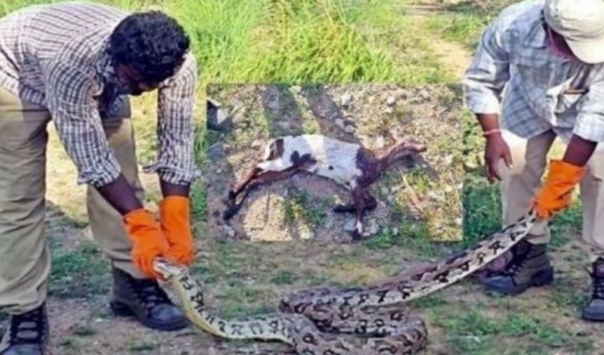 Python Snake : మేకను మింగి… కక్కలేక.. మింగలేక Python Snake : మేకను మింగి… కక్కలేక.. మింగలేక