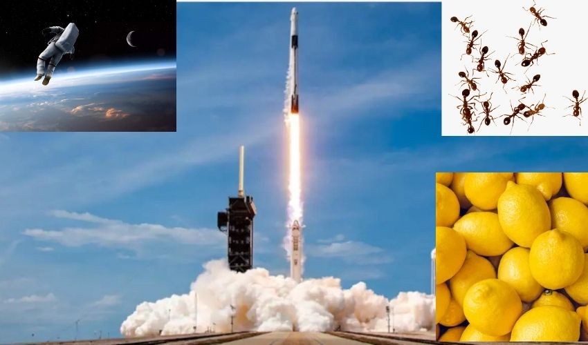 Spacex