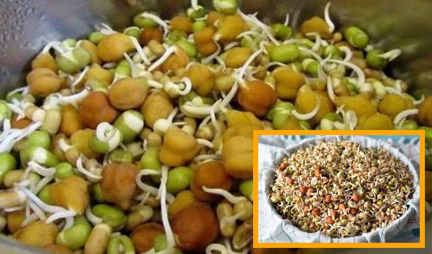 Sprouts