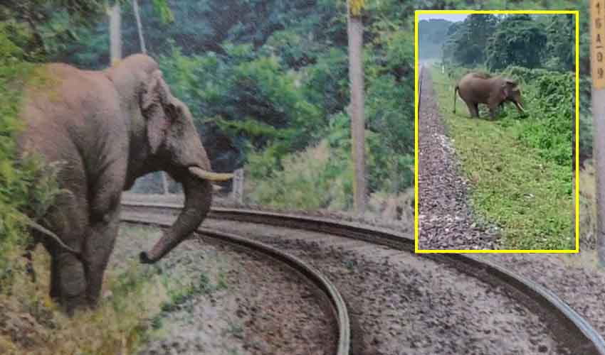 Save Elephant : ఏనుగు ప్రాణాలు కాపాడిన లోకో పైలెట్లు Save Elephant : ఏనుగు ప్రాణాలు కాపాడిన లోకో పైలెట్లు
