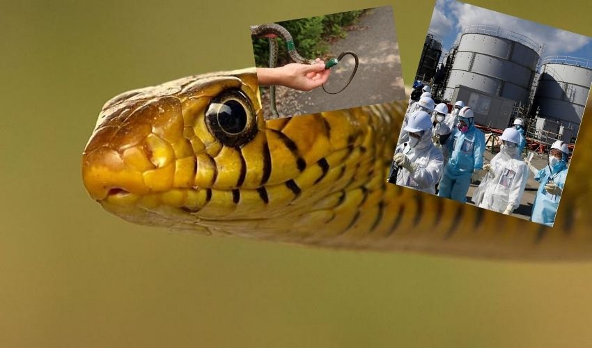 Snakes As Bioindicators To Monitor Nuclear Radiation At Fukushima