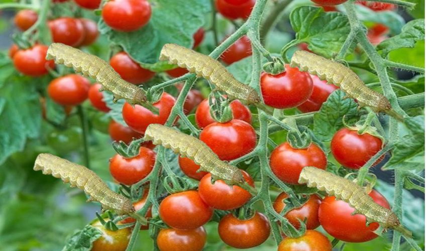 Tomatoes : టమాటో లో శనగపచ్చ పురుగు నివారణ Tomatoes : టమాటో లో శనగపచ్చ పురుగు నివారణ