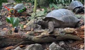 Tortoise Hunts Baby Bird In Slow Motion