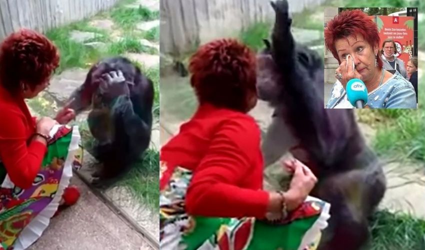 Woman-Chimpanzee Friendshipe : మగ చింపాంజీతో మహిళ స్నేహం.. జూ కు రావద్దు అన్నఅధికారులు Woman-Chimpanzee Friendshipe : మగ చింపాంజీతో మహిళ స్నేహం.. జూ కు రావద్దు అన్నఅధికారులు