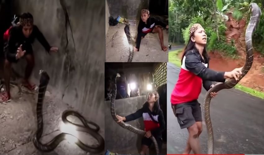 Woman Catches Giant Snake With Bare Hands