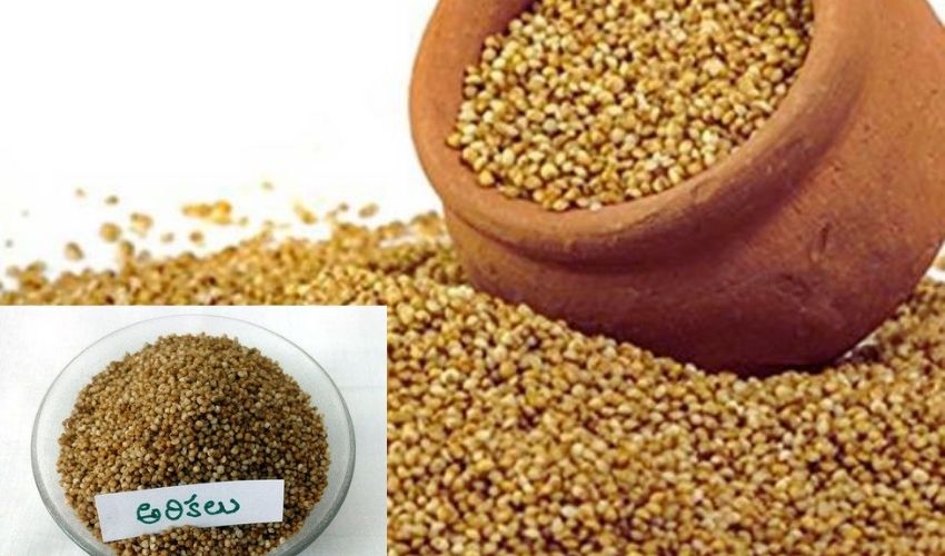 Kodo Millet : ఆరోగ్యానికి మేలు చేసే అరికెలు Kodo Millet : ఆరోగ్యానికి మేలు చేసే అరికెలు