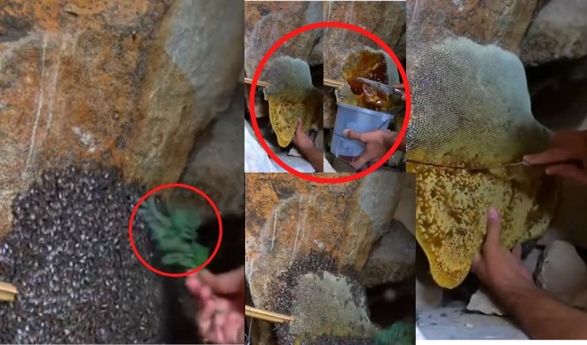 Beekeeper Extracts Honey With Bare Hands Gose